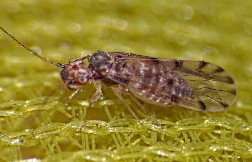 Ectopsocus petersi